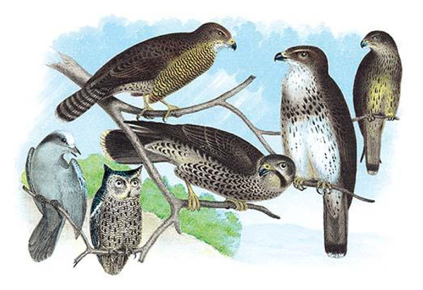 Owls, Buzzards, and Peregrine Falcon