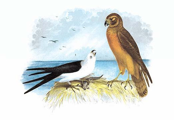 Swallow-Tailed Kite and Marsh Hawk