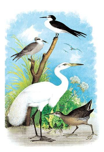 The Great White Egret (White Heron)