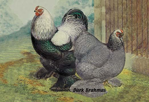 Dark Brahmas