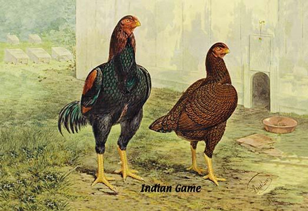 Indian Game (Chickens)