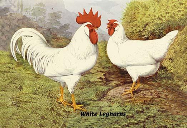 White Leghorns