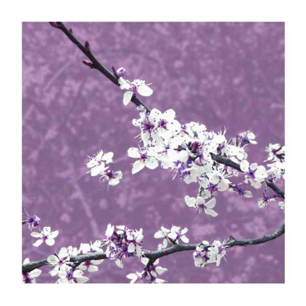 Blossom in Lilac Poster