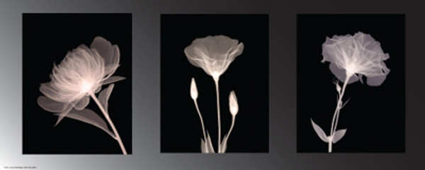 Champagne Floral Trio Poster