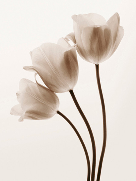 Composition with Three Tulips1 Poster