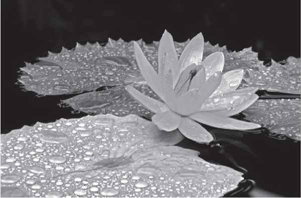 Droplets on Water Lily Poster