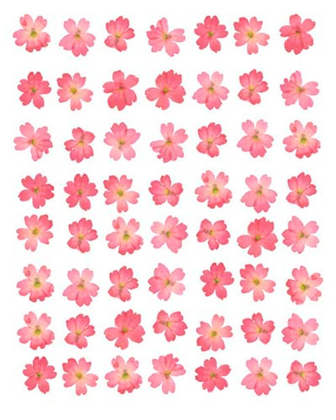 Eight Lines of Pink Flowers Poster