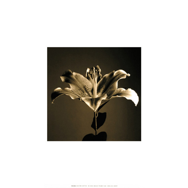 Flower Series IV Poster