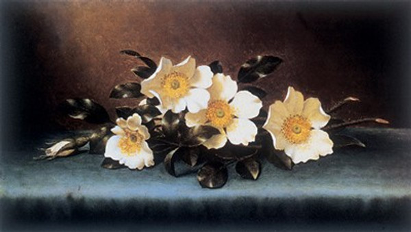 Four Cherokee Roses Poster