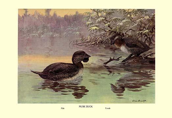 Musk Duck