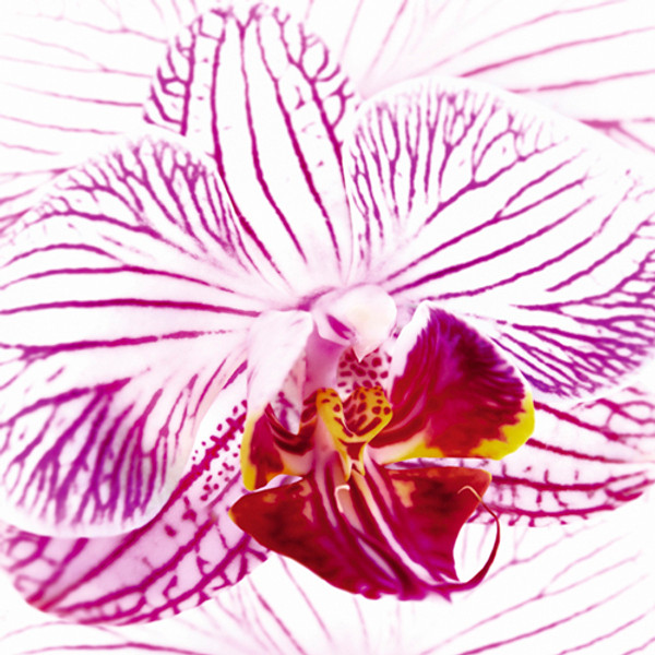 Orchid I Poster