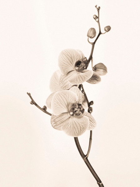 Orchids in Sepia Tones Poster