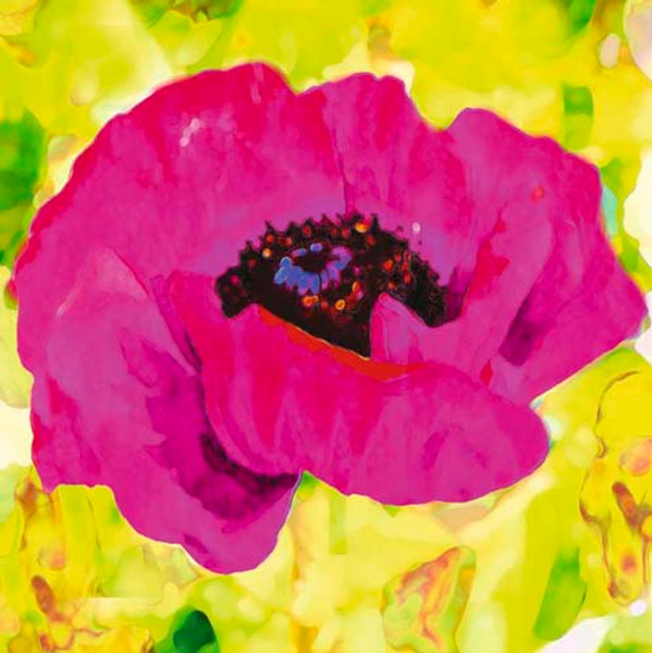 Pink Poppy Poster