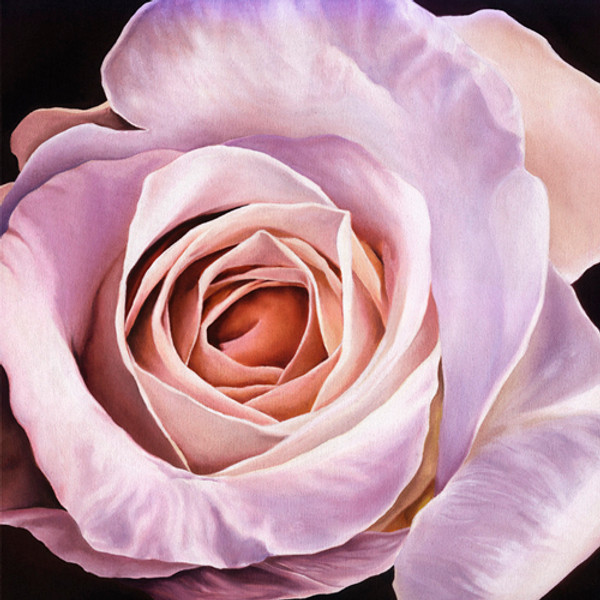 White Rose at Dusk Poster