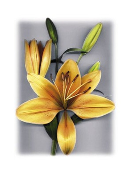 Yellow Lily Poster