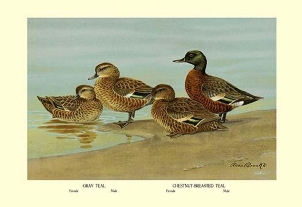 Gray Teal and Chestnut-Breasted Teal