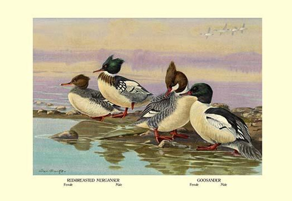 Red-Breasted Merganser and Goosander