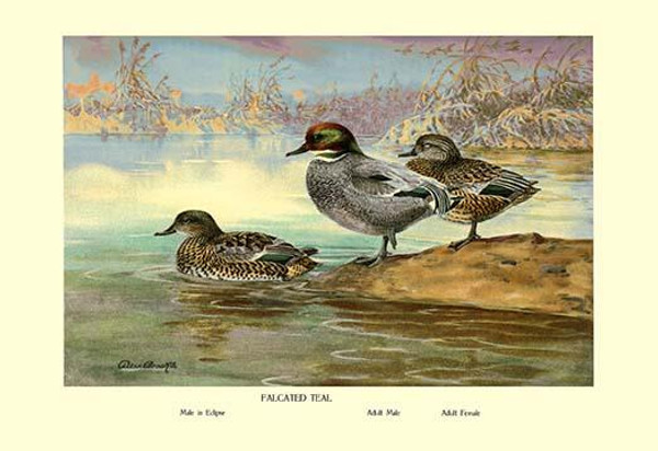 Falcated Teal Ducks