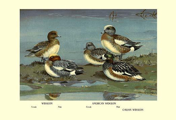 Widgeon Ducks