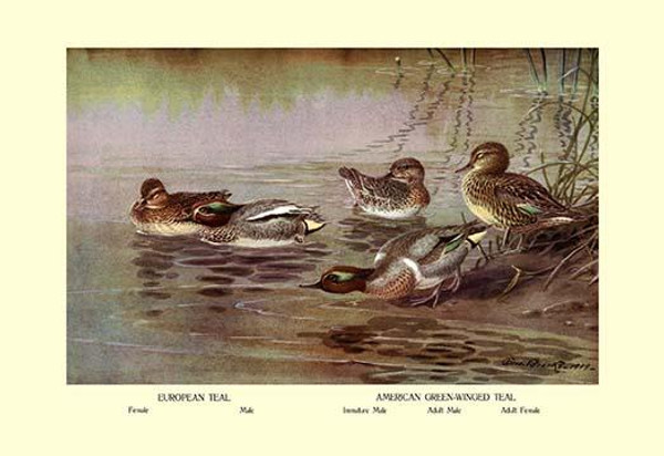 European and American Teal Duck