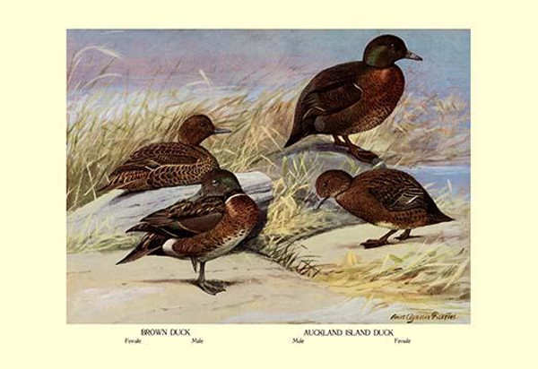 Brown and Auckland Ducks