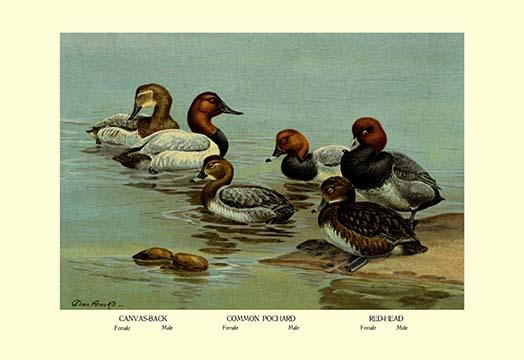 Canvas-Back, Common Pochard and Red-Head Ducks