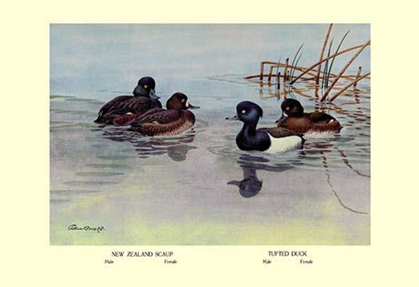 New Zealand Scaup and Tufted Ducks