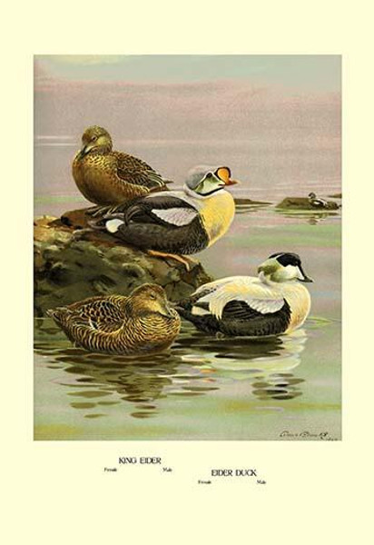 Eider and King Eider Ducks