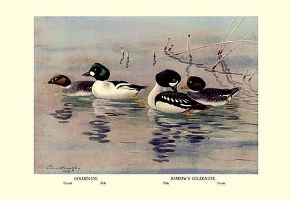 Golden-Eye and Barrow's Golden-Eye Ducks