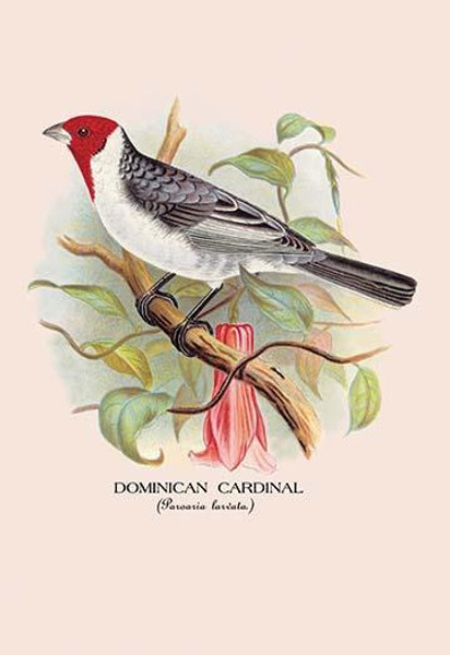 Dominican Cardinal