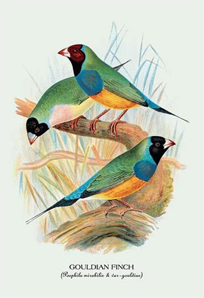 Gouldian Finch