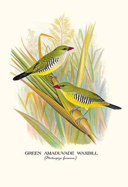 Green Amaduvade Waxbill