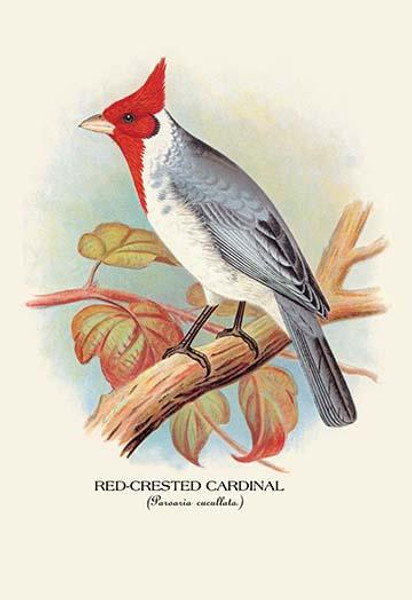 Red-Crested Cardinal