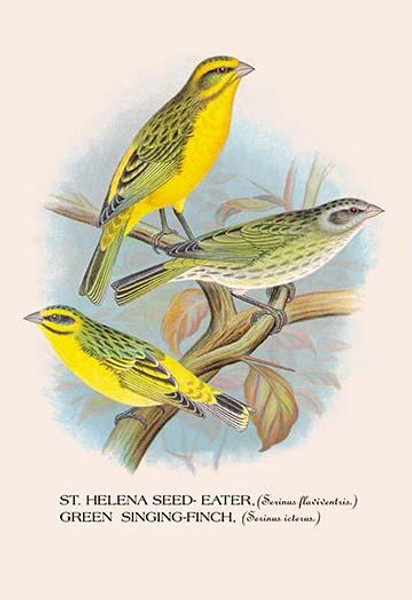 St. Helena Seed-Eater; Green Singing-Finch