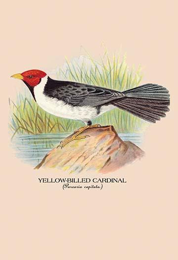 Yellow-Billed Cardinal