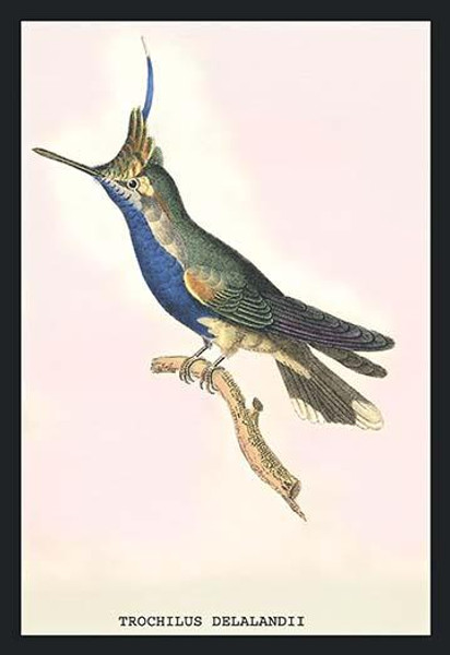 Hummingbird: Trochilus Delandii