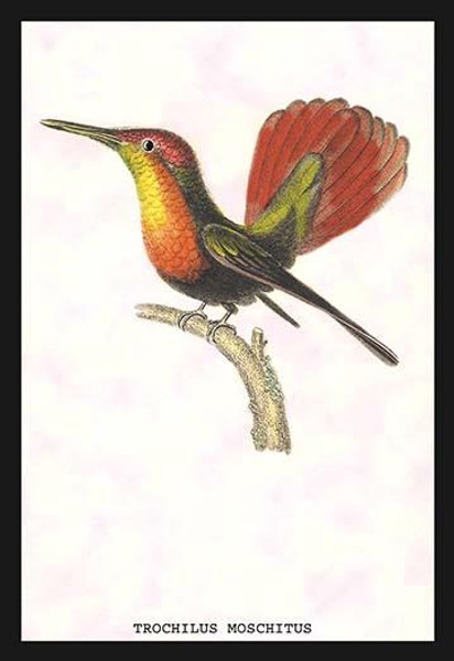 Hummingbird: Trochilus Moschitus