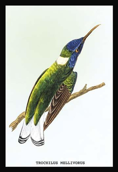 Hummingbird: Trochilus Mellivorous