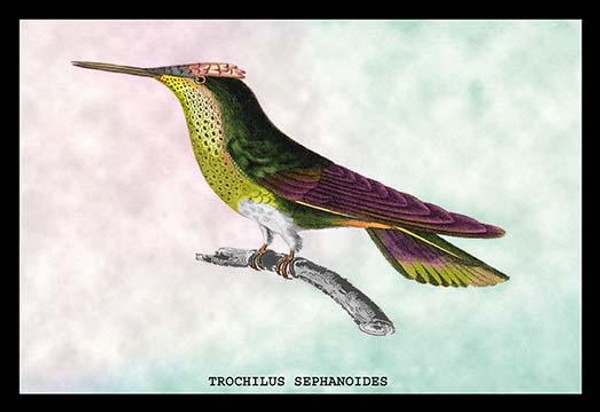 Hummingbird: Trochilus Sephanoides