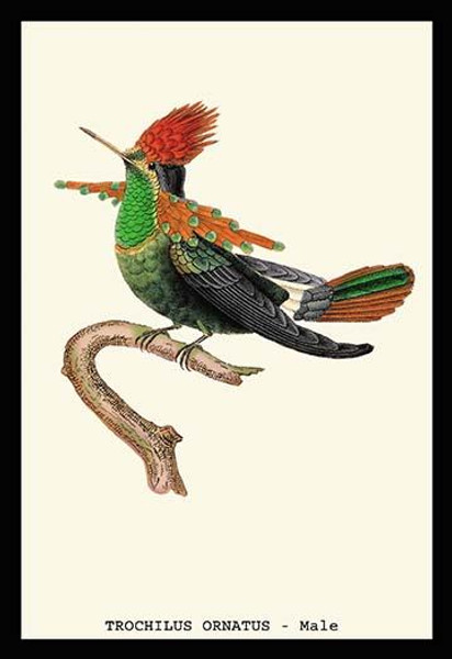 Hummingbird: Trochilus Ornatus - Male
