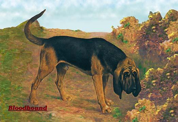 Bloodhound Champion