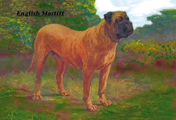 English Mastiff Champion