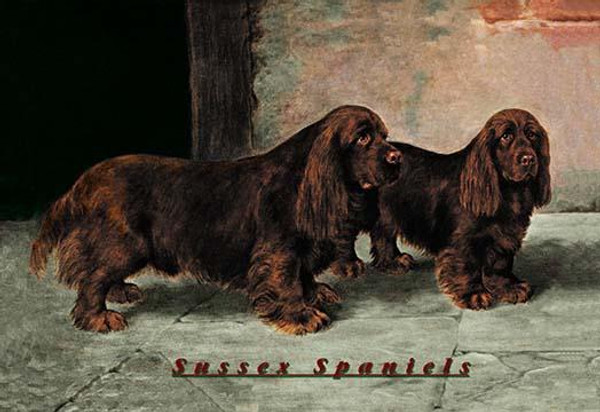 Two Champion Sussex Spaniels