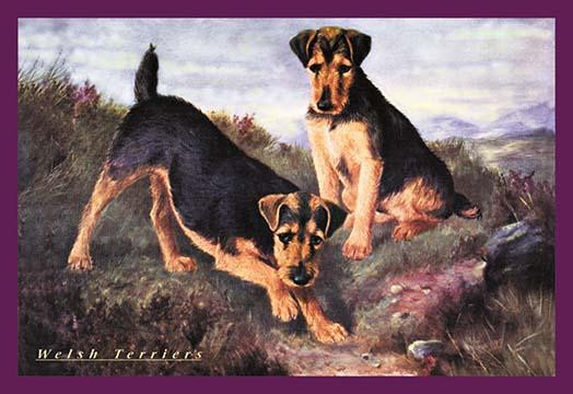 Two Welsh Terriers