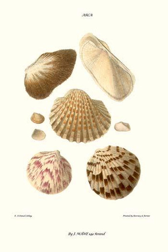 ark shells - Four Dees World