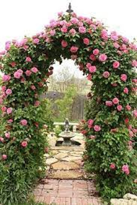 The Mystical Marriage - MP3 The Mystical Marriage - MP3