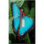 Blue Butterfly Decorative Light Switch Plate Cover Blue Butterfly Decorative Light Switch Plate Cover