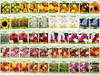 Set of 100 Assorted Valley Green Flower Seed Packets! Flower Seeds in Bulk - 20+ Varieties Included