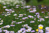 Pick Your Own Flower Seeds - Discounted in Bulk