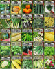 Set of 25 Premium Vegetable & Herb Seeds - 25 Deluxe Variety Premium Vegetable & Herb Garden 100% Non-GMO Heirloom